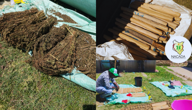 NACADA Strikes Big in Kisumu: Sh12M Bhang Seized, Key Supplier Arrested
