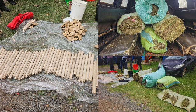 Bhang Worth Sh5 Million Seized in University Hostels in Homa Bay